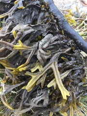 Fucus ceranoides