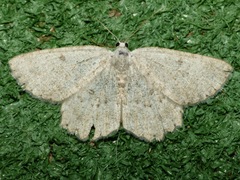 Gnophini