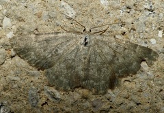 Gnophini