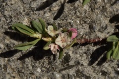 Polygonum shastense