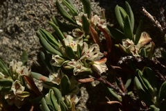 Polygonum shastense