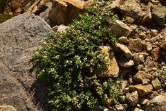 Polygonum shastense