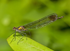 Calopteryx amata