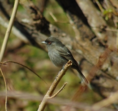 Knipolegus striaticeps