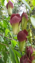 Passiflora membranacea