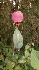 Passiflora membranacea