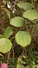 Passiflora membranacea
