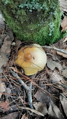 Amanita hayalyuy