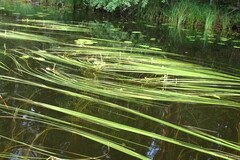 Sparganium gramineum