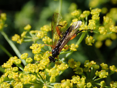 Phaenolobus terebrator