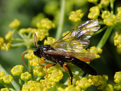 Phaenolobus terebrator