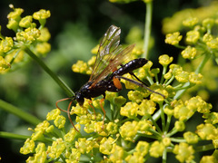 Phaenolobus terebrator