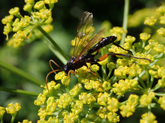Phaenolobus terebrator