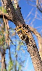 Diceroprocta cinctifera