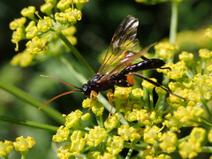 Phaenolobus terebrator