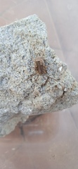 Odiellus spinosus