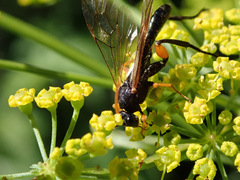 Phaenolobus terebrator