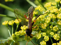 Phaenolobus terebrator