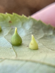 Caryomyia conoidea
