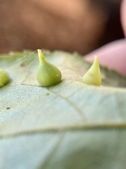 Caryomyia conoidea