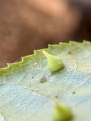 Caryomyia conoidea