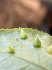 Caryomyia conoidea