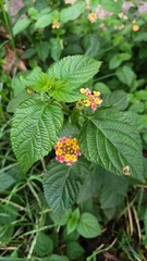 Lantana camara