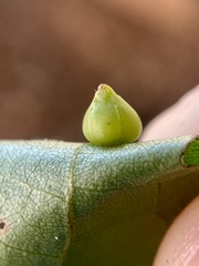 Caryomyia conoidea