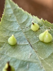 Caryomyia conoidea