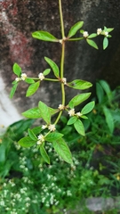 Alternanthera