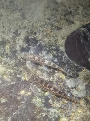 Liniparhomaloptera disparis