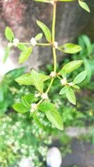 Alternanthera