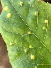 Caryomyia conoidea