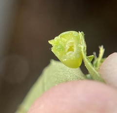 Caryomyia conoidea