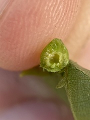 Caryomyia conoidea