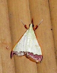 Autocharis
