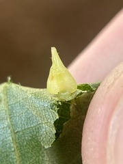 Caryomyia conoidea