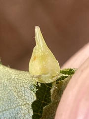 Caryomyia conoidea