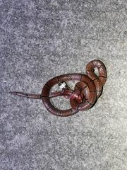 Sinomicrurus annularis