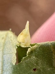 Caryomyia conoidea