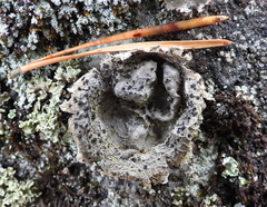 Umbilicaria proboscidea