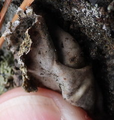 Umbilicaria proboscidea