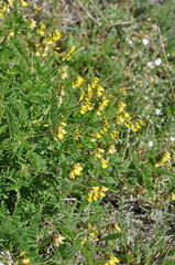 Astragalus penduliflorus