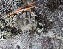 Umbilicaria proboscidea