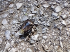 Rhaphigaster nebulosa