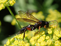 Phaenolobus terebrator