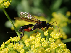 Phaenolobus terebrator
