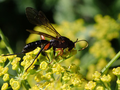 Phaenolobus terebrator