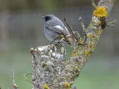 Phoenicurus ochruros