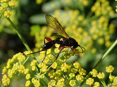 Phaenolobus terebrator